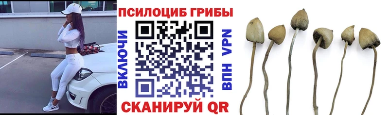 MEGA tor  Володарск  Галлюциногенные грибы мицелий 